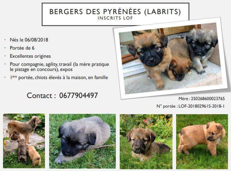 De La Pointe Du Diable - Chiots Berger des Pyrénées face rase a réserver